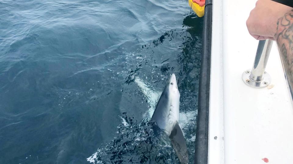 Британские рыбаки за сутки словили 20 акул
