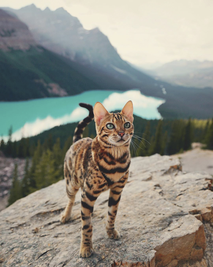 Кошка-путешественница, которой можно позавидовать