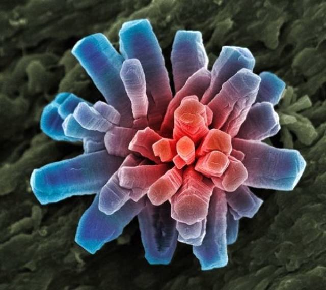 Интересные вещи под микроскопом
