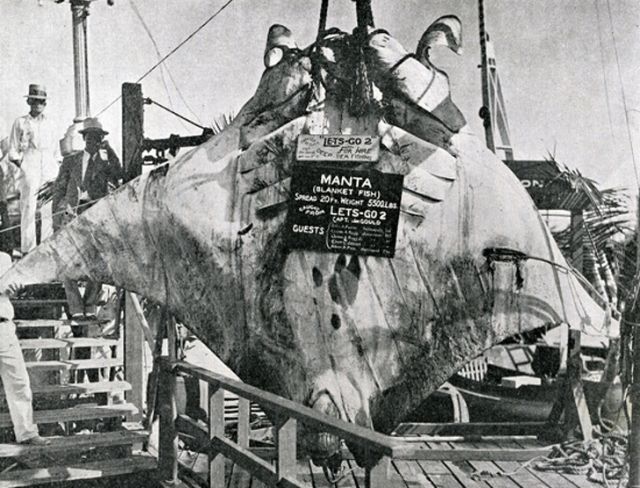 Великий скат, которого поймал капитан Кан в 1933 году