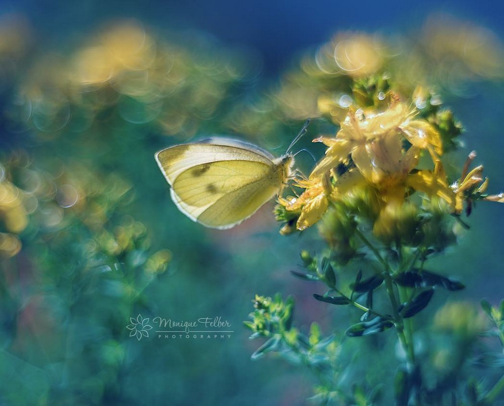 Макроснимки бабочек и цветов от Моник Фелбер