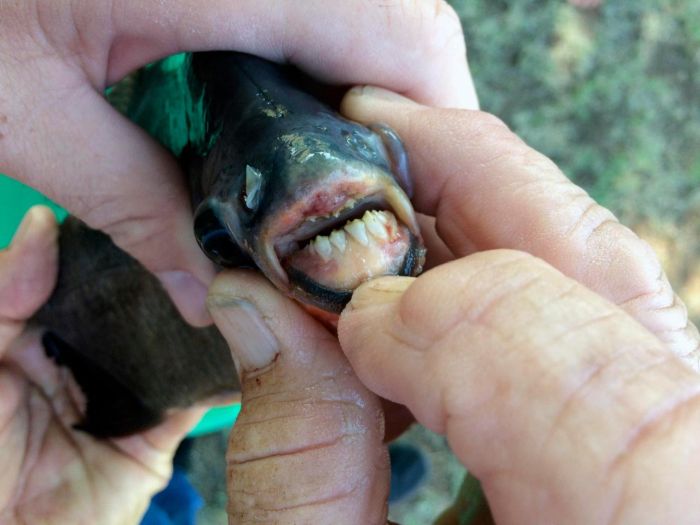 Девочка поймала рыбу с человекоподобными зубами
