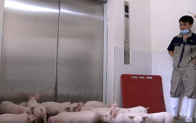 Многоэтажные свинофермы в Китае