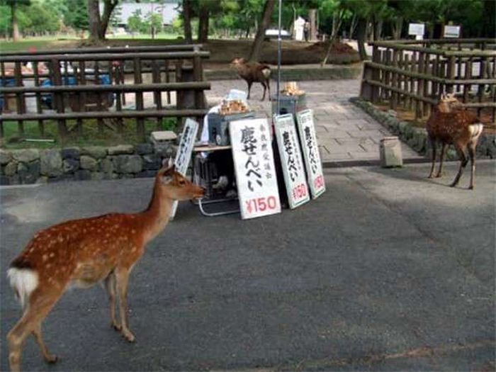 Японский город Нара, по которому гуляют сотни оленей