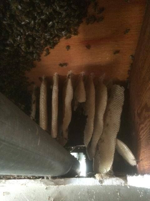 Мужик обнаружил в своем гараже гигантское гнездо пчел
