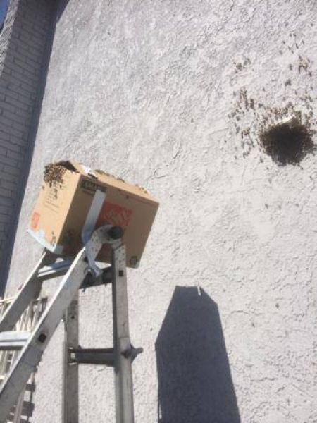 Мужик обнаружил в своем гараже гигантское гнездо пчел