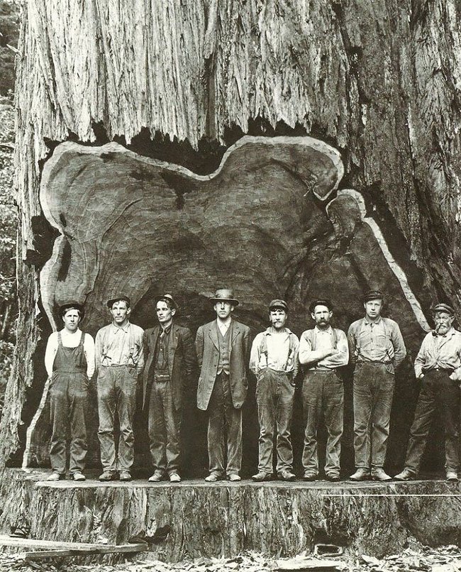 Дровосеки начала XX-го века на фоне спиленных гигантов
