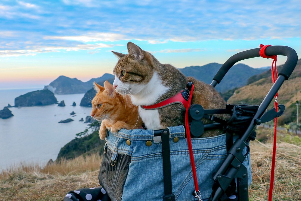 Две кошки-путешественницы из Японии