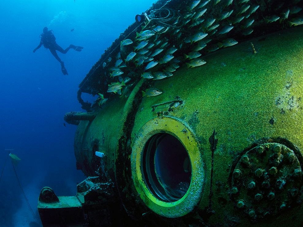 Удивительные жители подводного мира на снимках