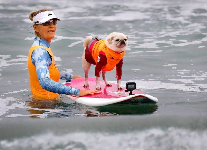 Конкурс собак-серфингистов в Сан-Диего