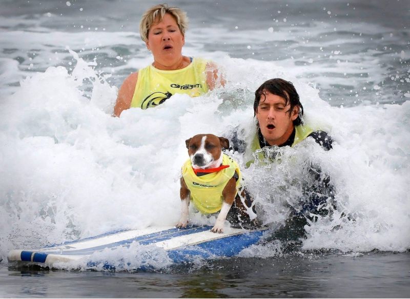 Конкурс собак-серфингистов в Сан-Диего