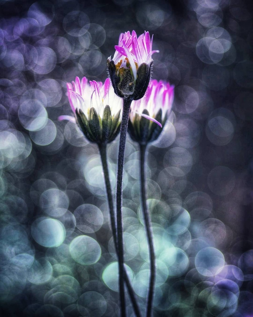 Эффектные макрофотографии цветов от Ани Стребер