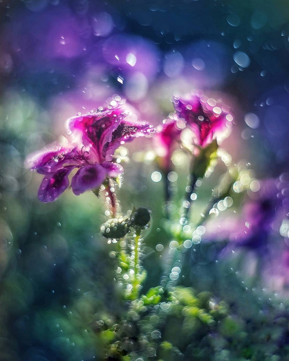 Эффектные макрофотографии цветов от Ани Стребер