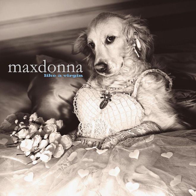 Если бы певица Мадонна была собакой
