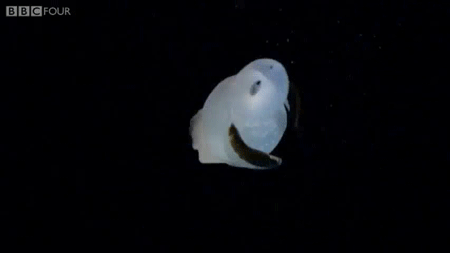Необычные существа из глубин океана в гифках