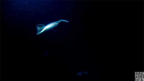 Необычные существа из глубин океана в гифках
