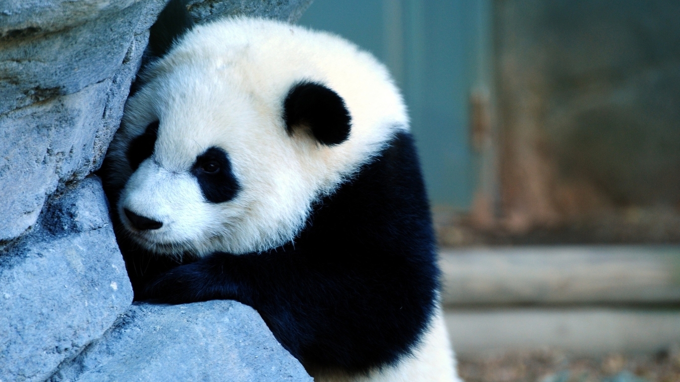 Невероятно милое и удивительно интересное животное, или кто же выступает Драгоценностью Китая?