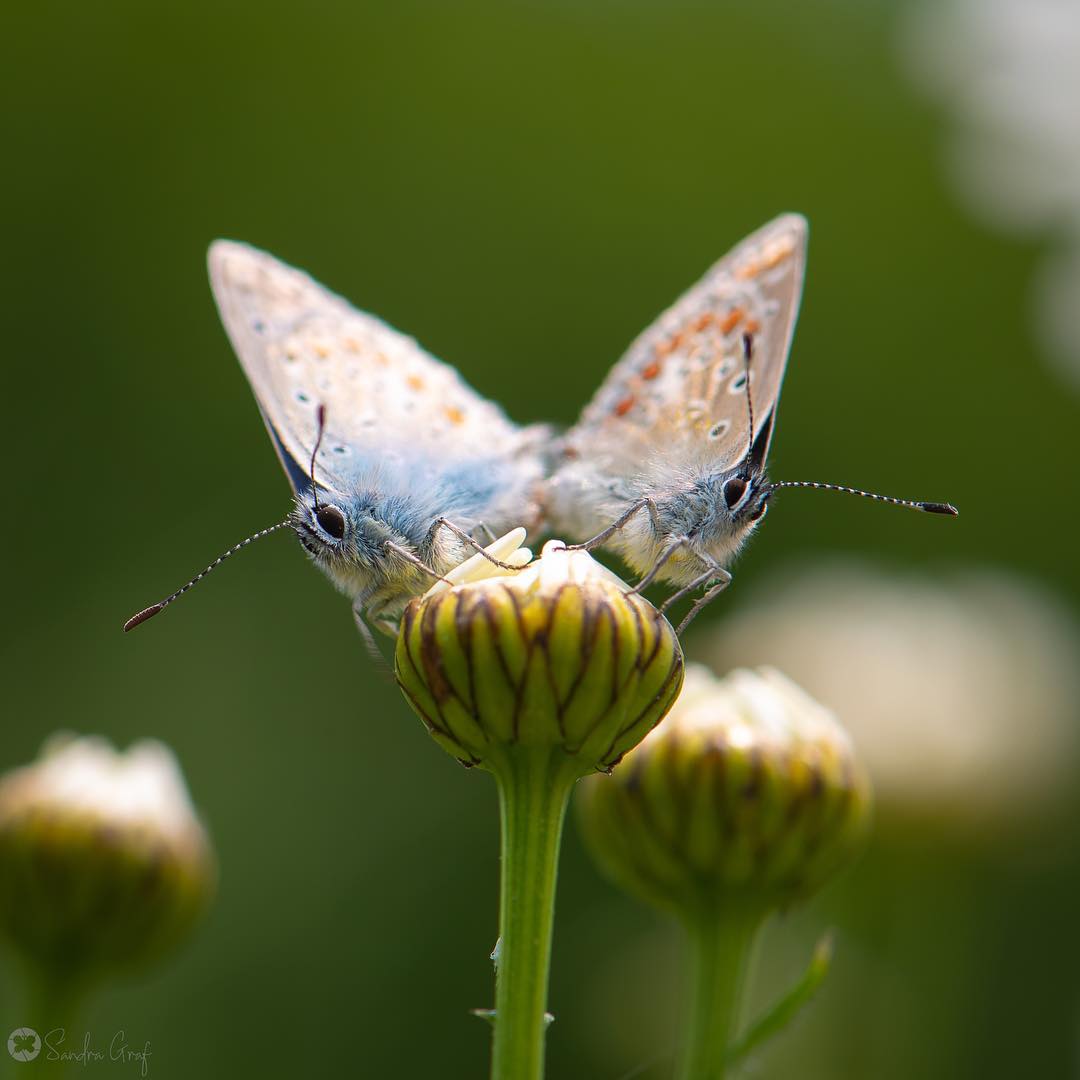 Удивительные фотографии бабочек и цветов от Сандры Граф