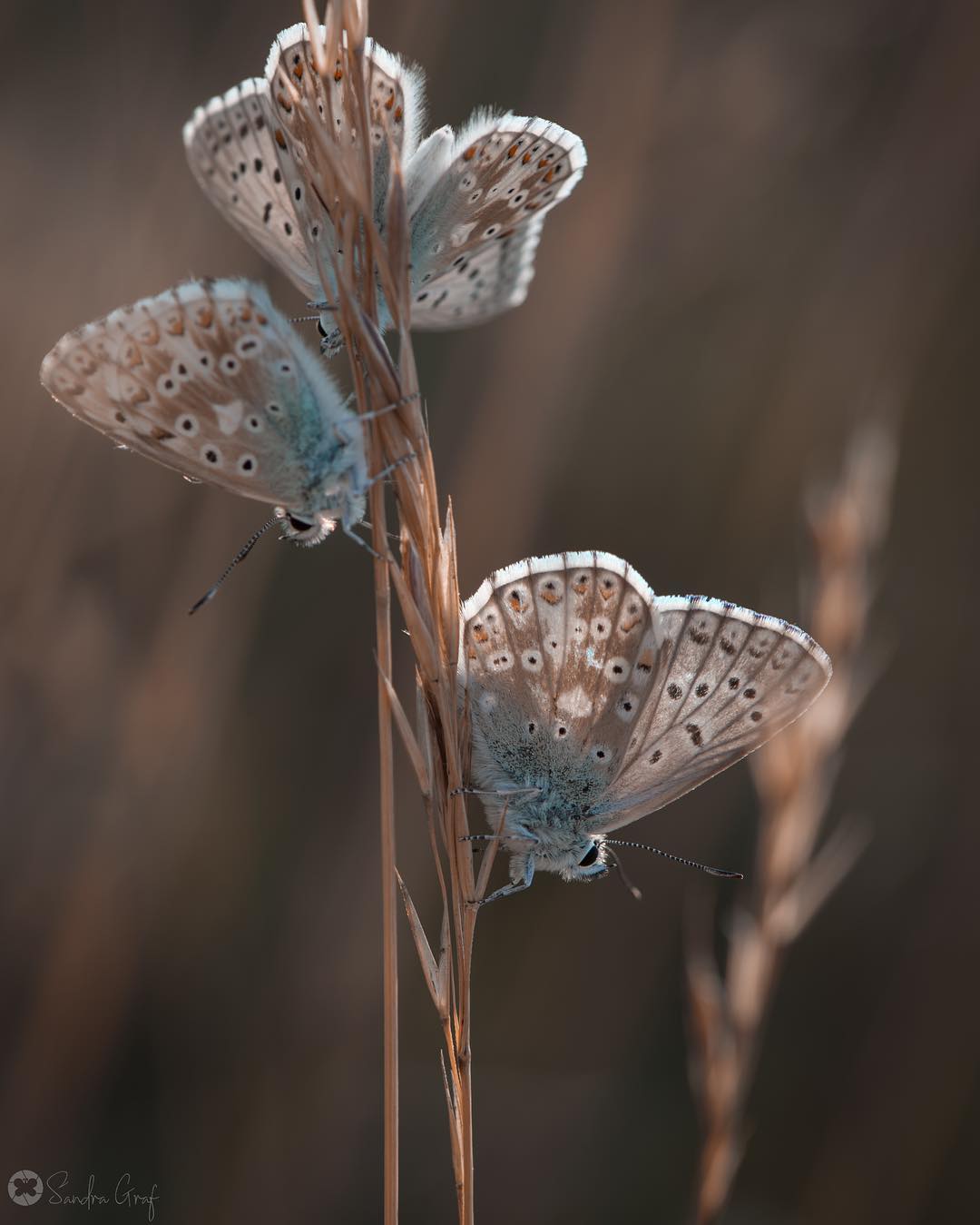 Удивительные фотографии бабочек и цветов от Сандры Граф