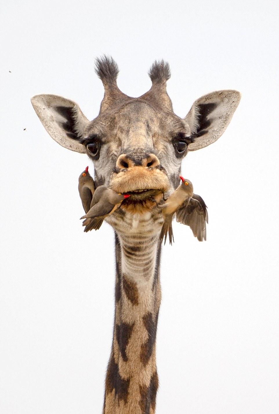 Кто помогает жирафам чистить зубы