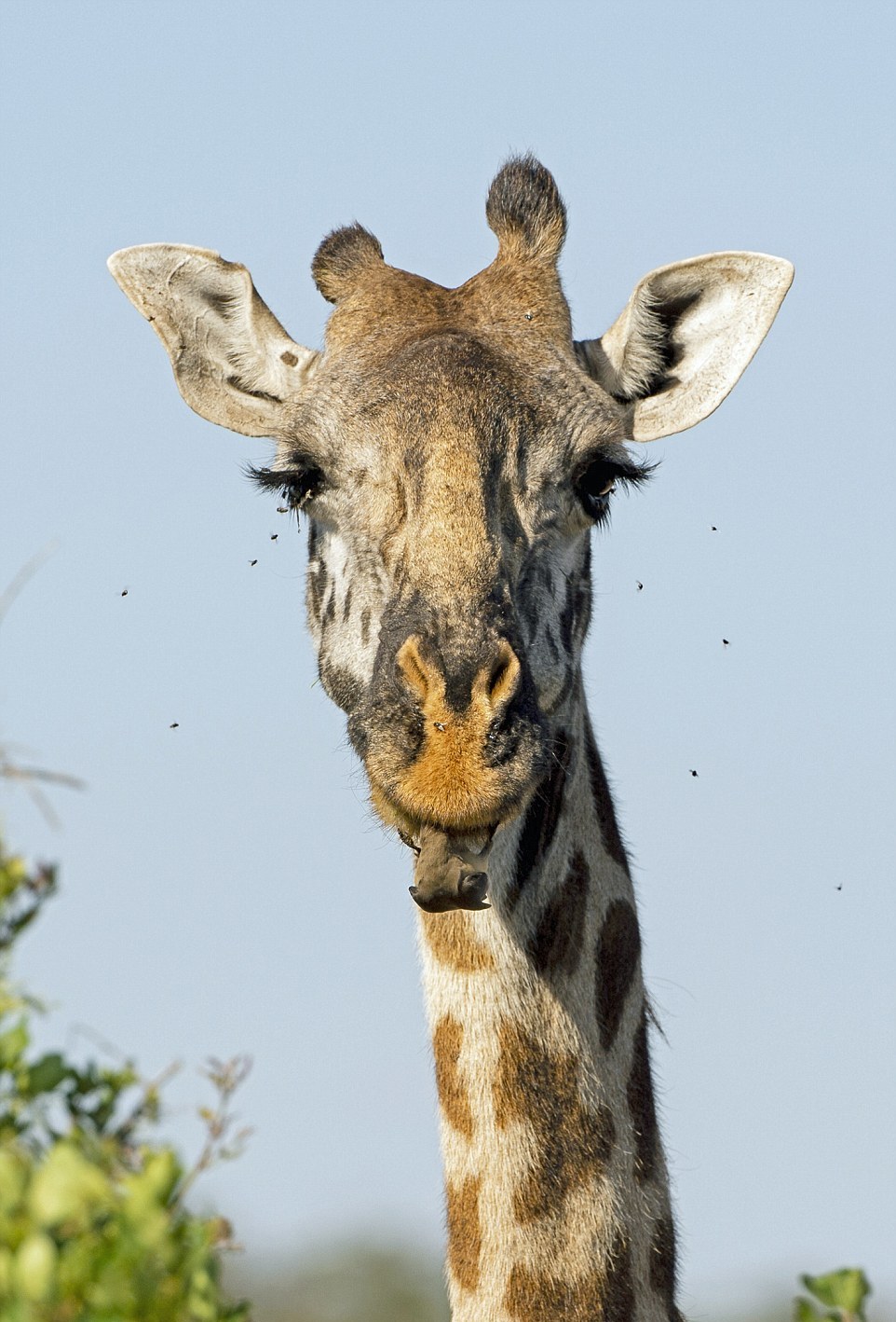 Кто помогает жирафам чистить зубы