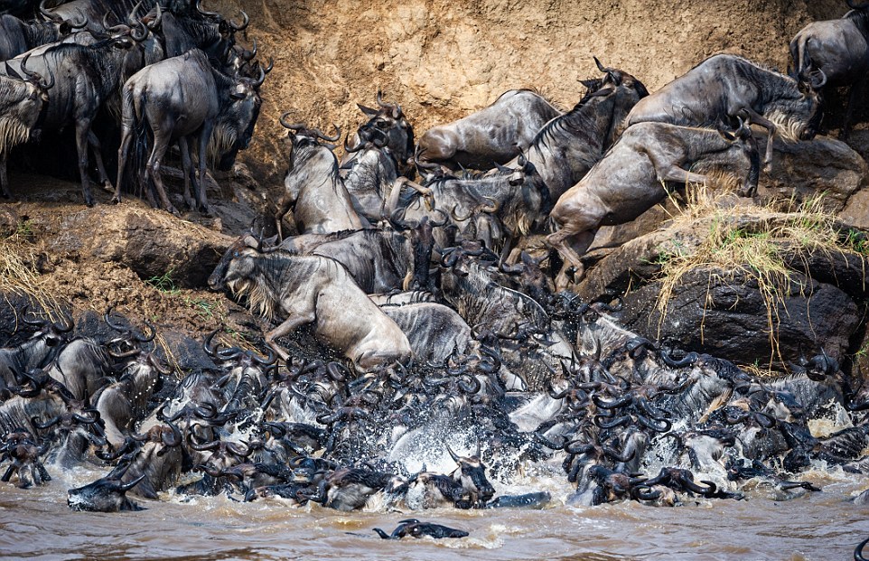 Тысячи антилоп гну переправляются через реку, кишащую голодными крокодилами