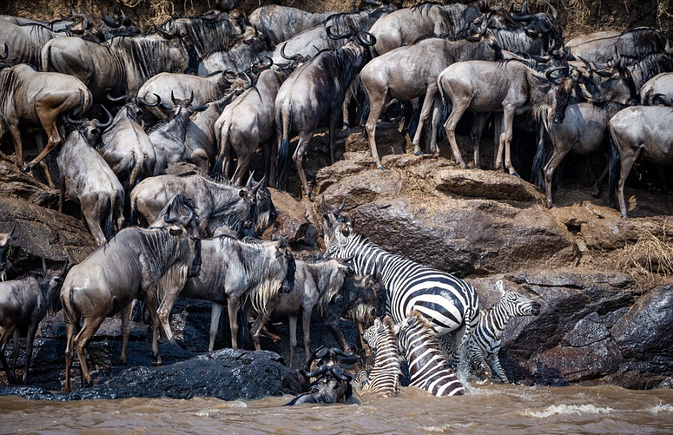 Тысячи антилоп гну переправляются через реку, кишащую голодными крокодилами