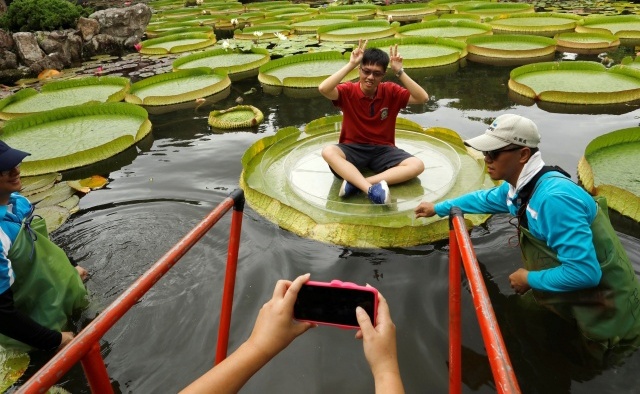 Листья водяной лилии, на которых можно фотографироваться