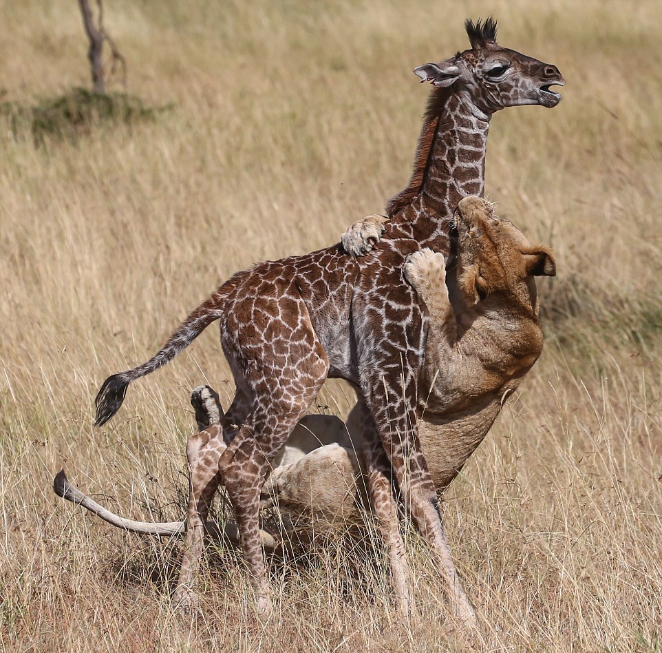 Прайд львов напал на самку жирафа с теленком