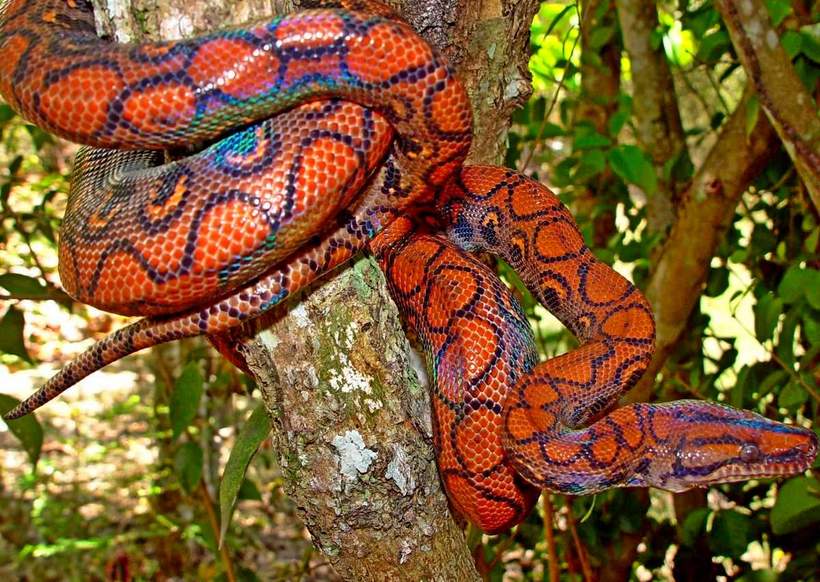 Радужный удав - самая красивая змея в мире