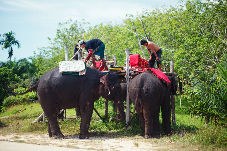 Слон — живой символ Королевства Таиланд