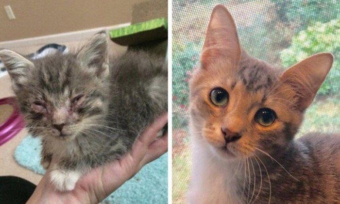 Домашние животные до и после того, как они попали в заботливые руки