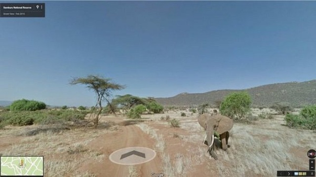 Животные попали в кадр на Картах Google