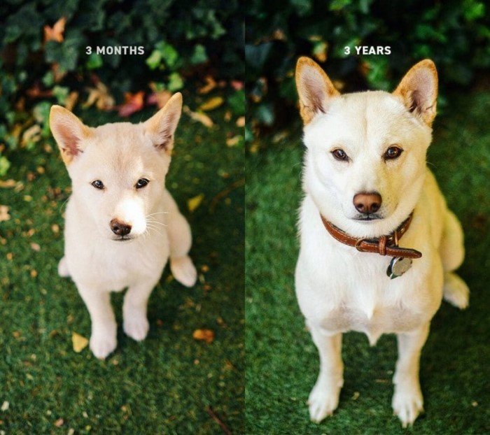 20 превращений из щенков во взрослых псов на снимках