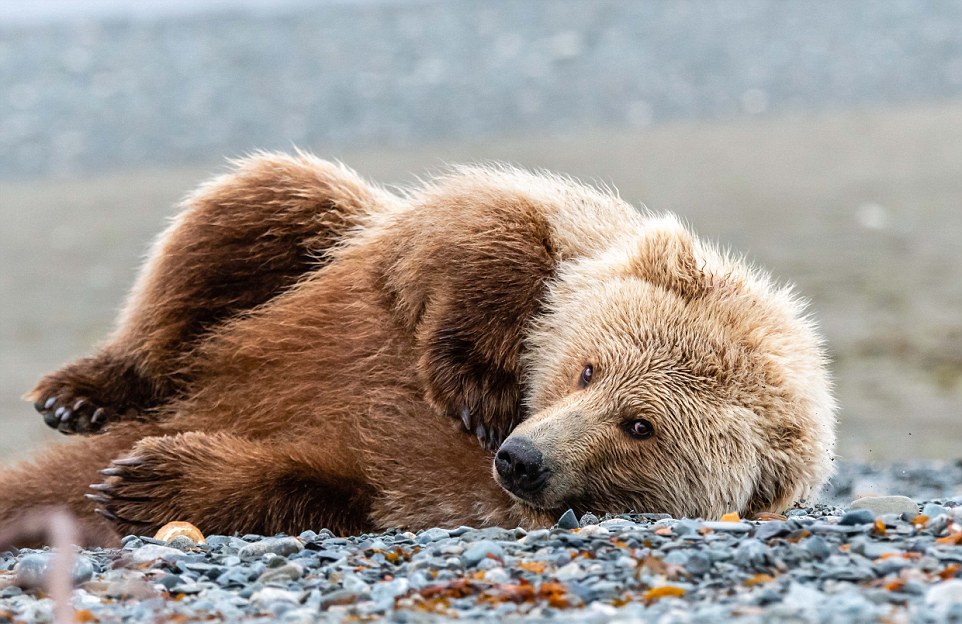 Бурые медведи ловят лосося на Аляске