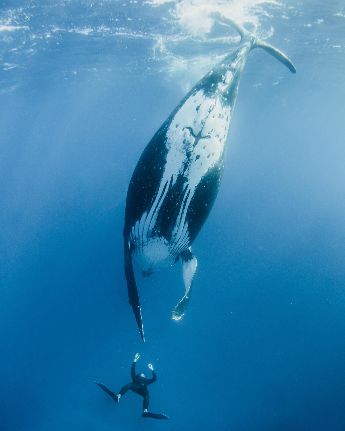 Невероятные снимки кита с человеком
