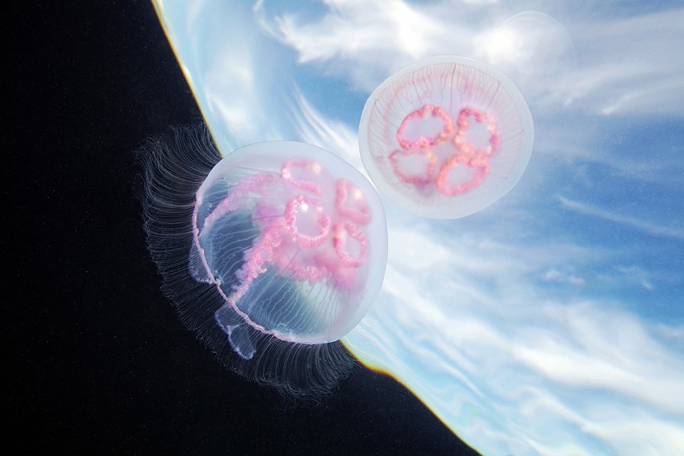 Жизнь медуз в объективе