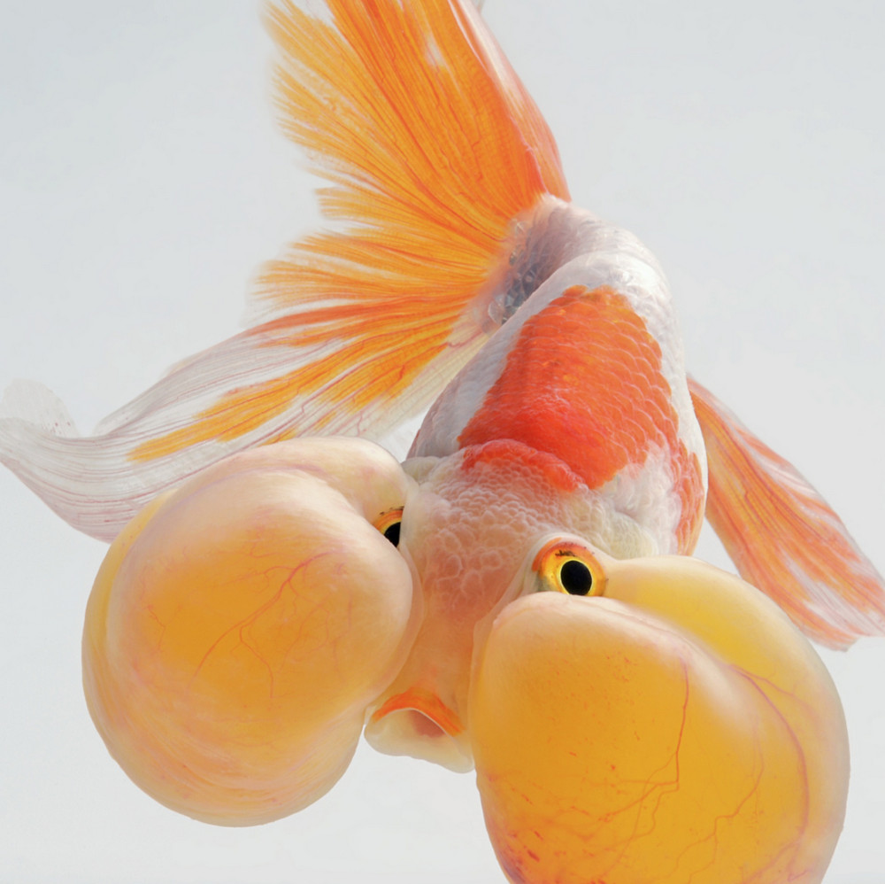 Фантастические снимки рыб от тайского фотографа
