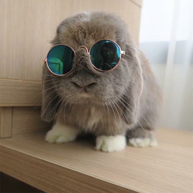 Кролики очень круто смотрятся в солнцезащитных очках