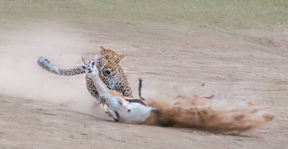 Стремительная охота самки леопарда на газель