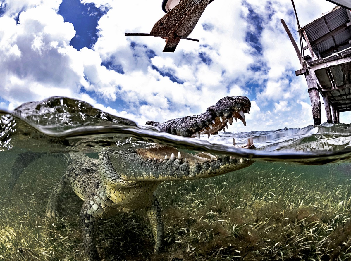 Фотосессия с крокодилами в их естественной среде обитания