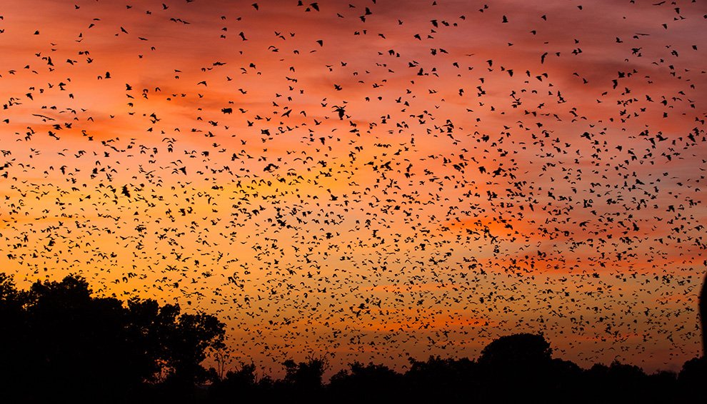 Удивительные снимки миграции летучих мышей