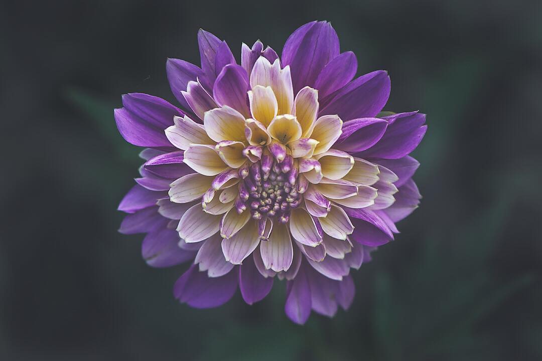 Красивые снимки цветов крупным планом от Лизы Брианд
