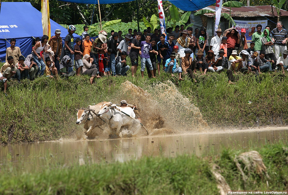 Индийские гонки на быках 2018