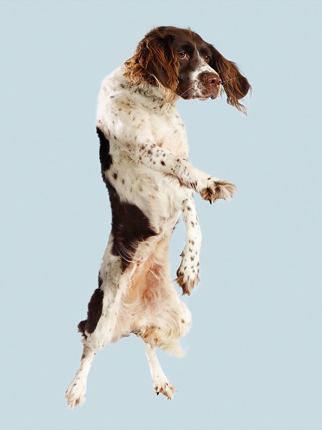 Летающие собаки, которые прыгают на батуте