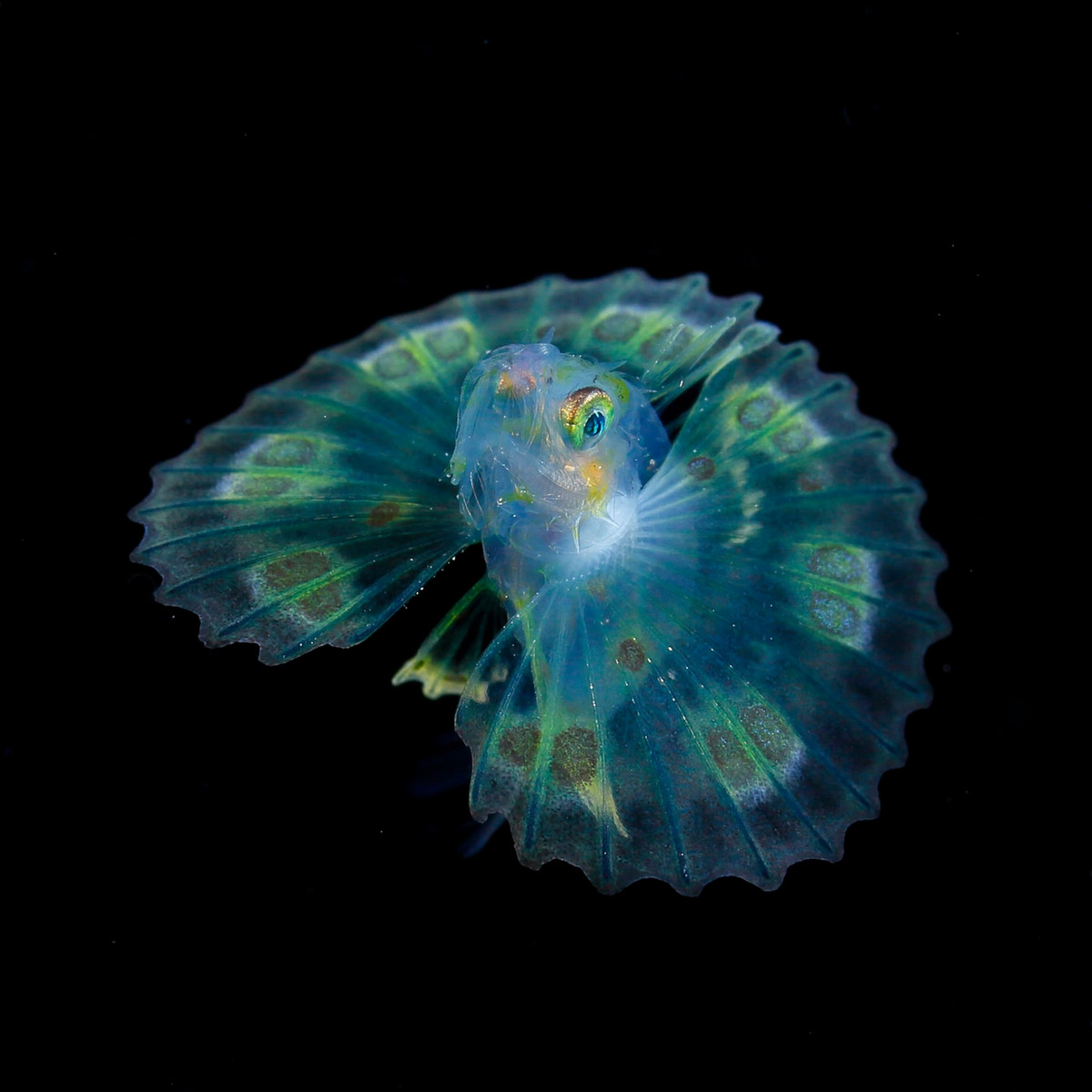 Необычные подводные существа у побережья Японии от Рю Минемицу