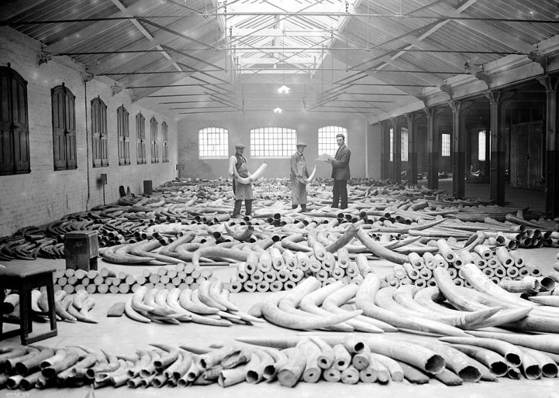 Слоновьи бивни, доставленные в Лондон в 1920-х годах