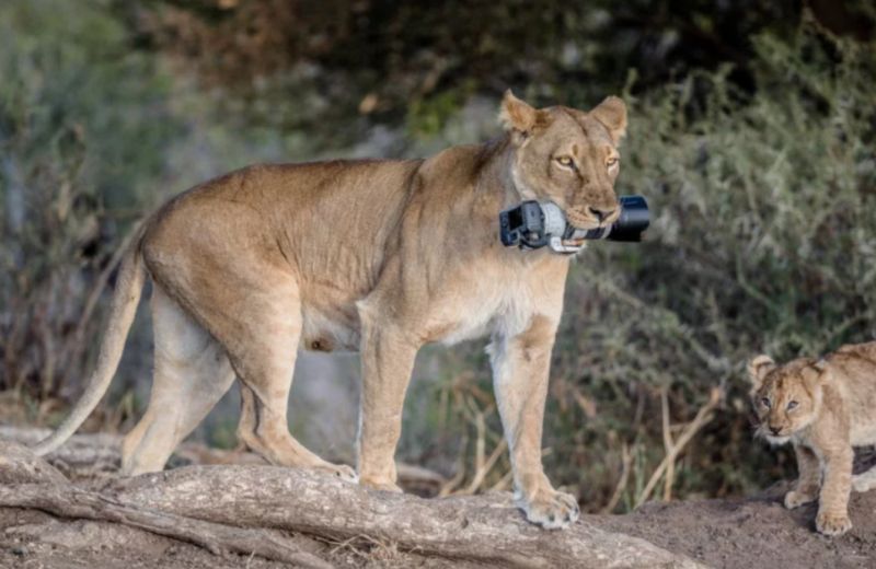 Камера женщины-фотографа побывала в львиной пасти