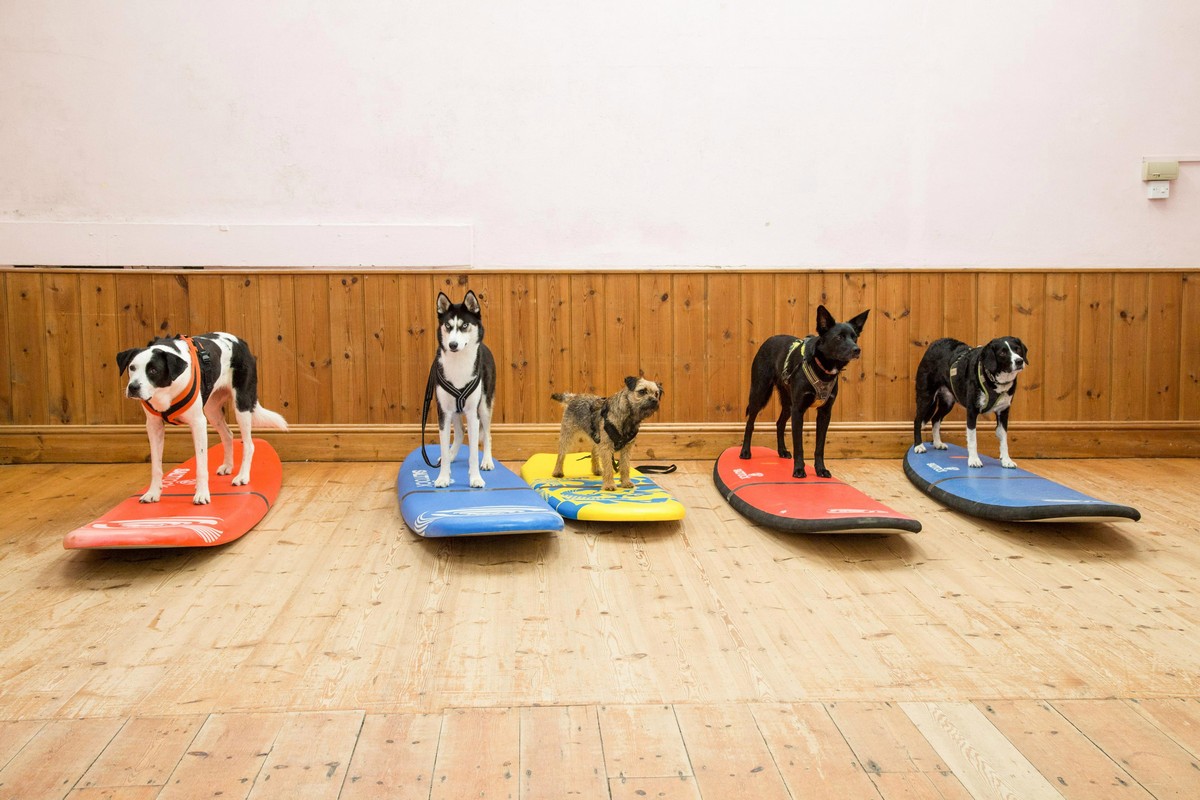 Первая в Великобритании школа серфинга для собак