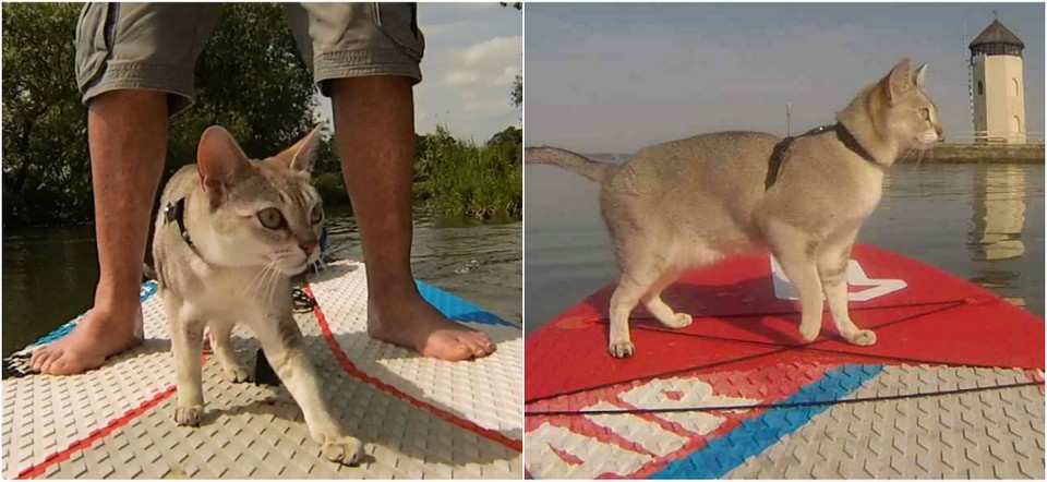 Кошка обожает водные прогулки со своим владельцем